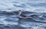Brednäbbad simsnäppa - Grey Phalarope (Phalaropus fulicarius)