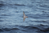 Brednäbbad simsnäppa - Grey Phalarope (Phalaropus fulicarius)
