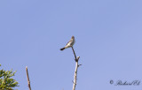 stlig Pivi - Eastern Wood Pewee (Contopus virens)