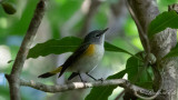 Rdstjrtad skogssngare - American Redstart (Setophaga ruticilla)