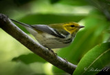 Grönryggig skogssångare - Black-throated Green Warbler (Setophaga virens)