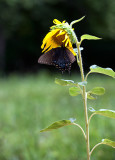 Towering Sunflowers
