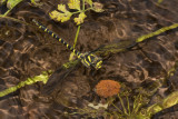 Golden-ringed Dragonfly - Cordulegaster boltonii in water 06-07-17.jpg
