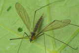 Cranefly - Pilaria discicollis f 04-07-17.jpg