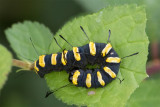 Alder Moth Caterpillar 08-07-17.jpg