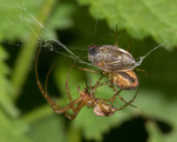 Metellina segmenta mating attempt 16-09-17.jpg