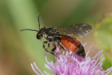 Dark-winged Blood Bee - Sphecodes gibbus possibly 18-09-17.jpg