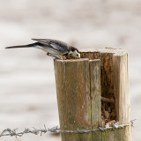 Pied Wagtail spots a meal.jpg