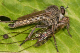 Brown Heath Robberfly - Machimus cingulatus with cranefly 01-09-17.jpg