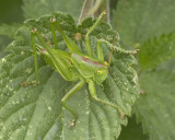 Great Green Bush Cricket - Tettigonia viridissima nymph stage 18/06/18.jpg