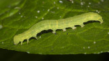 Small Yellow Wave moth caterpillar possibly 29/06/18.jpg