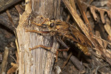 Hornet Robberfly - Asilus crabroniformis 08/08/18.jpg