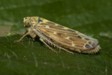 Leafhopper - Lamprotettix nitidulus 25/09/18.jpg