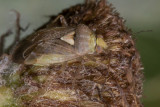 Tarnished Plant Bug - Lygus rugulipennis poss 29/09/18.jpg
