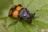 Nicrophorus vespilloides 19/10/18.jpg