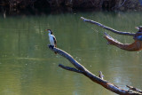 Little-pied Cormorant 