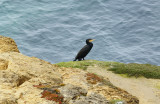 Great Cormorant