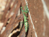 Praying Mantis