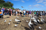 Pelican Feeding