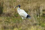 Australian White Ibis