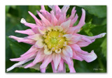 Dahlia