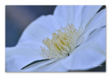 CLEMATIS
