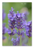 lavendel