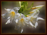 The Belladonna Lily, cream