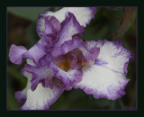 Bearded Iris, Needlepoint