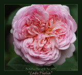 Lady Phelia