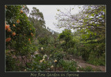 My garden in Spring