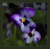Violas, another colour