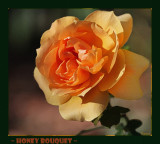 The rose called Honey Bouquet