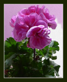 The pink pelargonium