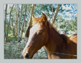 The foal from next-door