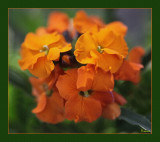 Erysimum - Wall Flowers.