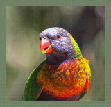 Rainbow Lorikeet