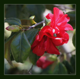 Our red camellia