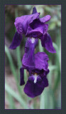 Deep Purple Flag Iris