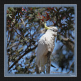 Sulphur Crested Cockatoo