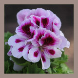 Regal pelargonium - new addition to the patch.