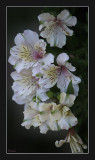 White Princess Lilies