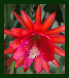 Red Epiphyllum