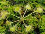 Drosera rotundifolia