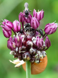 lookmaskerbij (Hylaeus punctulatissimus)