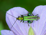 fraaie schijnboktor (Oedemera nobilis) false oil beetle (male)