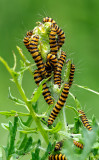 cinnabar moth (Tyria jacobaeae) zebrarups