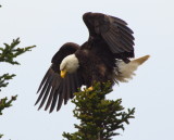 Eagle landing in Gros Morne Newfoundland