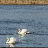 84:365<br>two swans a-swimming