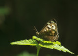 119:365<BR>Speckled Wood butterfly